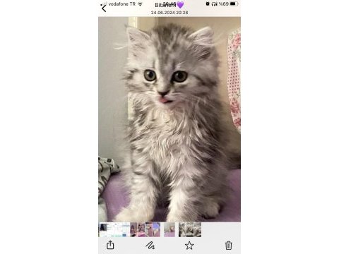 British longhair erkek