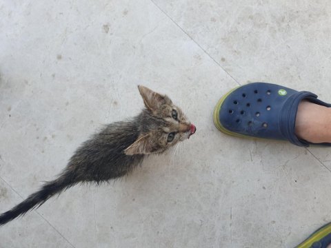 Tamamen ücretsiz acil sahiplendirme