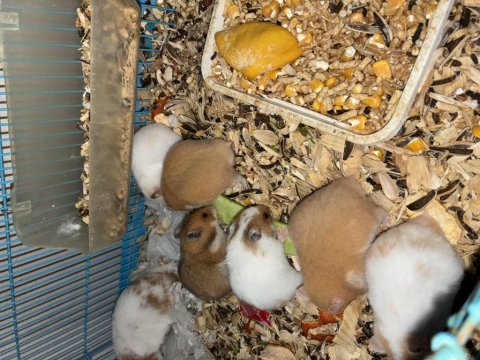 Bebek suriye hamsteri