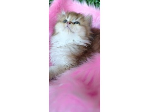 Ny25 dişi british longhair