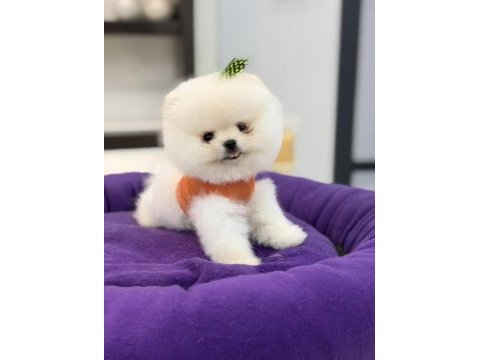 400 gr tam teacup boy orjinal beyaz pomeranian yavrumuz