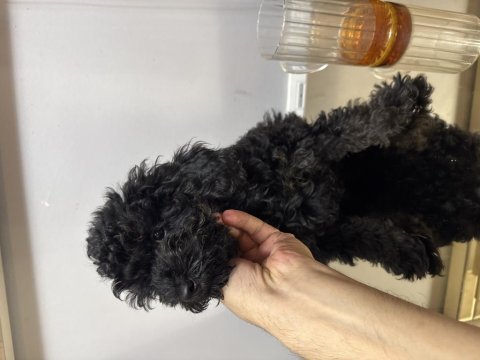 Çok özel renk toy poodle