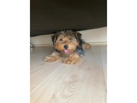 Dişi terrier yorkshire 5 aylık