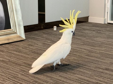 Eğitimli konuşan sülfür kakadu papağanımız
