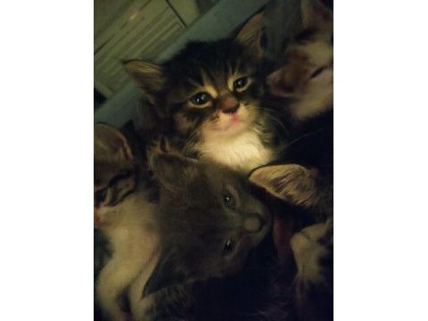 Sevimli çok sevecen ücretsiz bebek kediler acil yuva