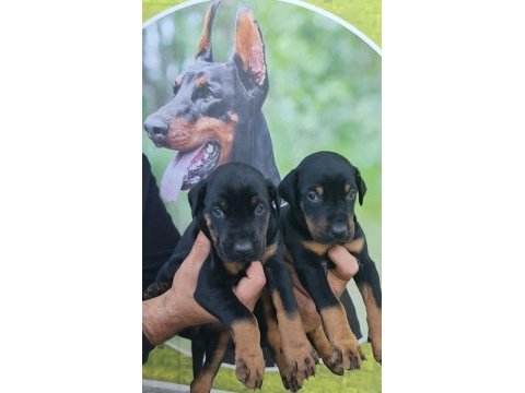S400 füzesi doberman panterler