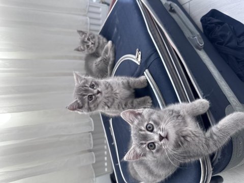Ev ortamında büyümüş iki aylık british shorthair kediler