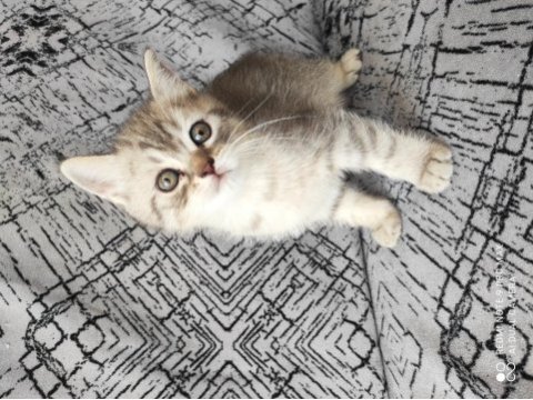 2 adet british shorthair silver grey yavru 45 günlük