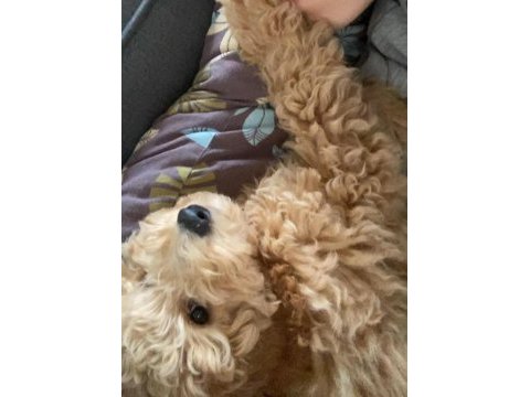 3 aylık akıllı poodle yavrumuz