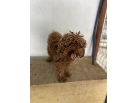 Safkan toy poodle yetişkin dişiler