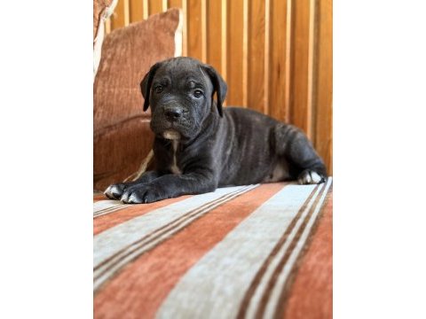 Dev adayları cane corso