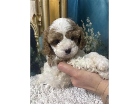 Original özel ırk cavapoo yavruları