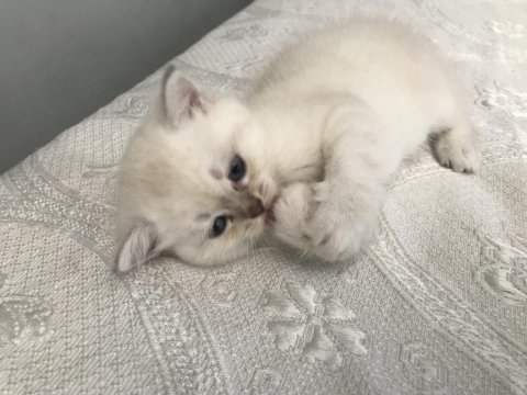 British shorthair kedidir