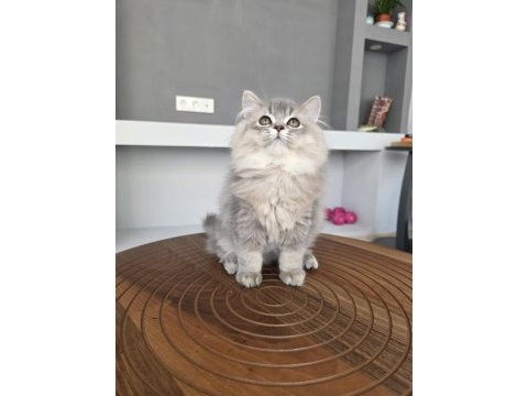 British longhair kedilerim