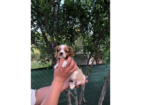 A plus kalite cavalier king charles bebekler