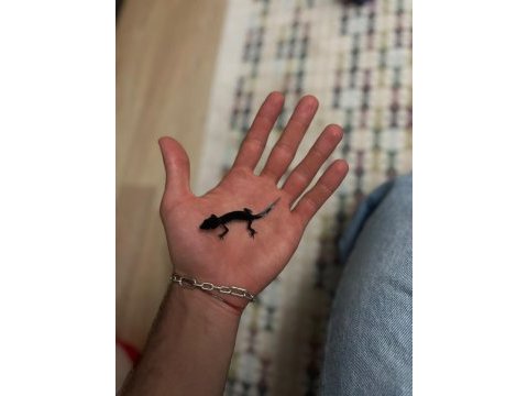 Morph garantili leopard gecko