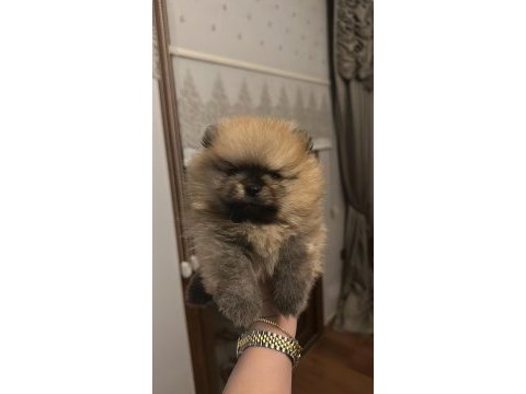 2 aylık erkek pomeranian