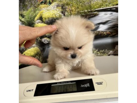 Çok tatlı safkan pomeranian boo