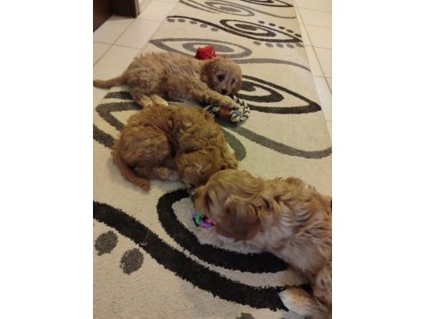 Antialerjenik cavapoo yavruları
