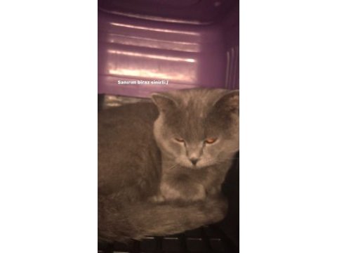 1. kalite british shorthair