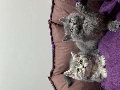 Ayı surat koca kafa british shorthair bebekler