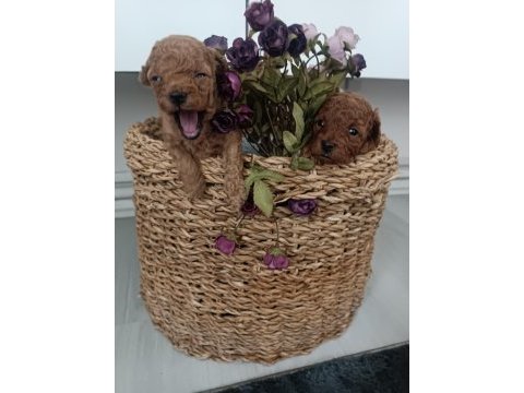 Ev ortamında poodle yavrularımız