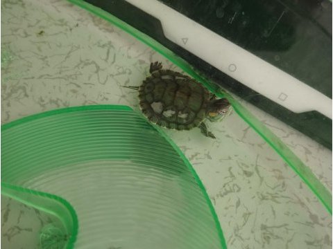 Bebek su kaplumbağası