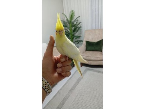 Uyguna ele alışkın sultan papağanı yavrular