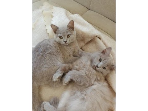 British shorthair 4 aylık