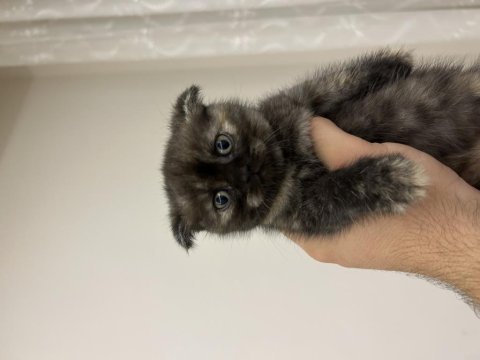 10 temmuz doğumlu british shorthair yavrular