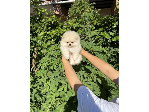 Üst kalite pomeranian boo bebek