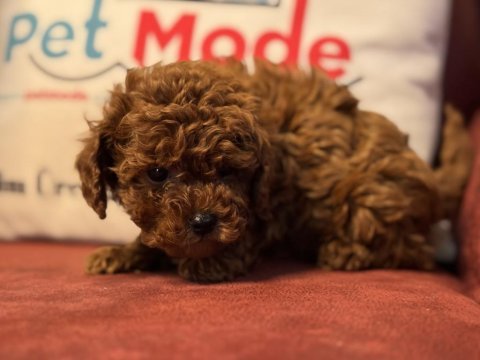 Show kalite kore toy poodle larımız ziyarete açık