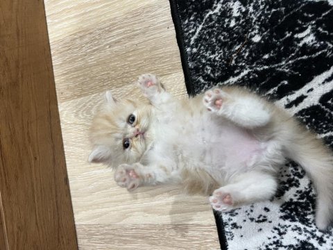 4 tane chinchilla 1 siyah 2 red point 1 turunculu beyazlı