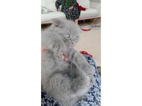 Acil sahiplendirilecek kedilerimiz