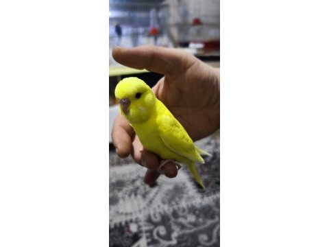 Yeni düşen bebek muhabbet kuşu yavrular