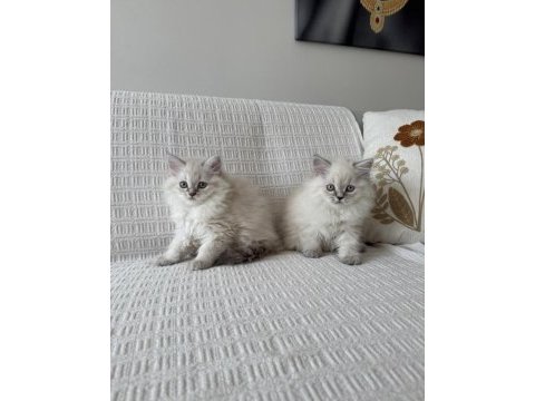 Muhteşem güzellik bebek kediler
