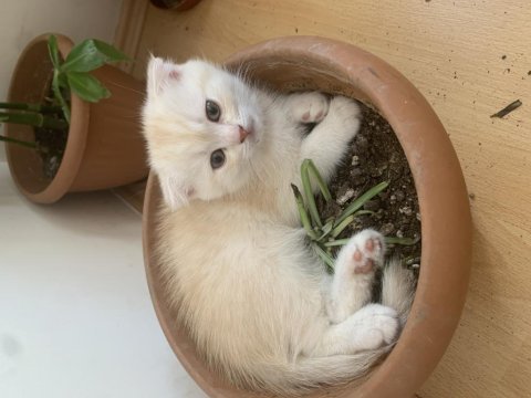 Scottish fold 2 aylık erkek