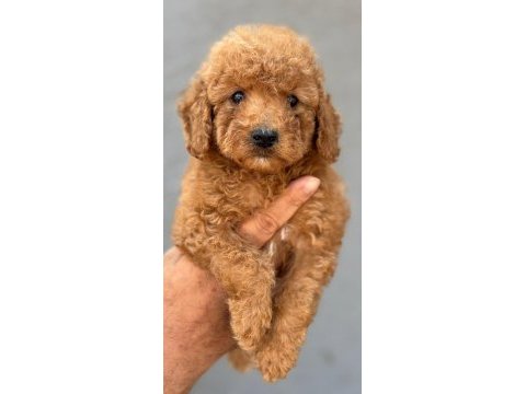 Standart poodle çok şeker yavrularım 