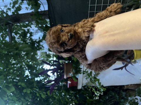 Kore poodle bebekler