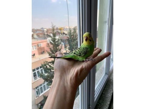 Öğretmenden evde beslenen bakımlı muhabbet kuşları
