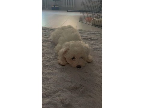 White terrier yavrumuz yeni ailesini beklemekte