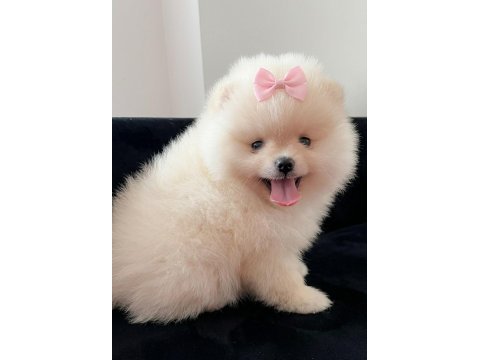 Pomeranian boo baby face