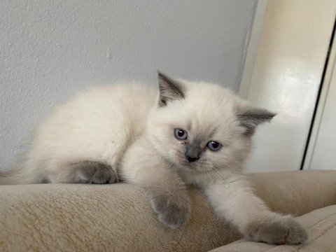Orjinal şecereli blue point ve british shorthair yavrular