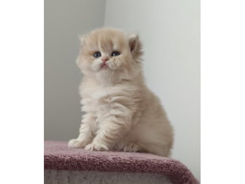 British longhair golden dişi