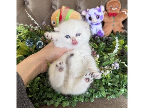 Yüksek kalite british shorthair golden