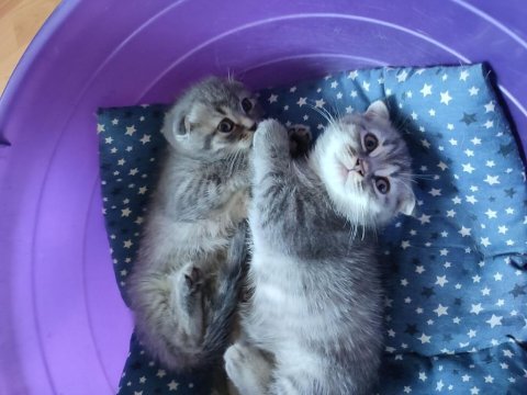 Pamuk şekeri koca kafalı british shorthair bebekler