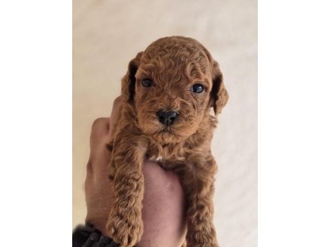 Safkan toy poodle yavruları