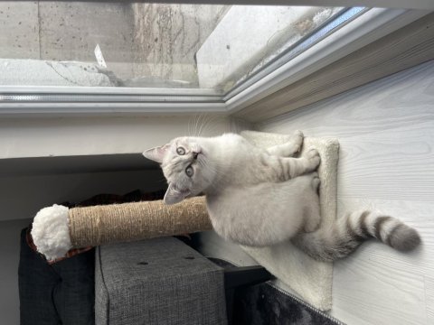 3 aylık british shorthair ve longhair yavrular