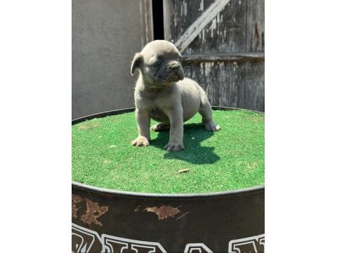Mükemmel anatomi çift dna french bulldog yavrular