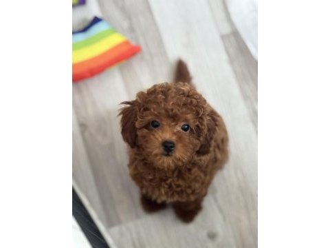 Toy poodle 3 aylık